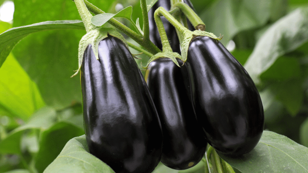 Aubergines benefits