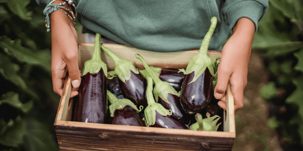 Eggplant taste like