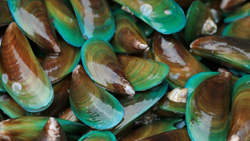 Benefits of green Mussels