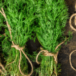 Steps for freezing dill