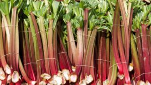 How to freeze rhubarb correctly