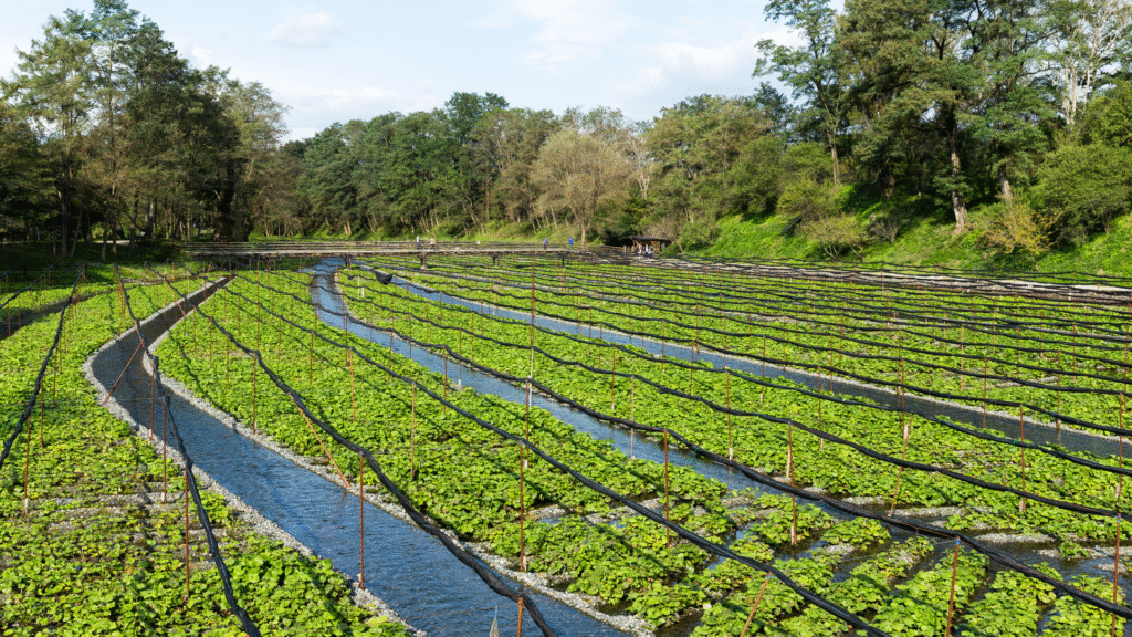 Wasabi farm