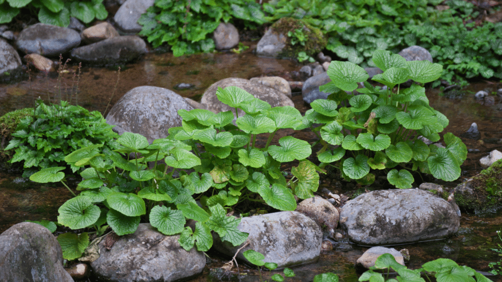 How long wasabi take to grow