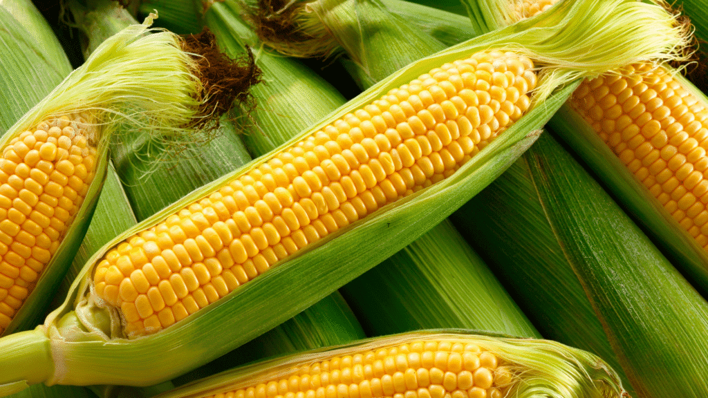 How to freeze corn on the cob
