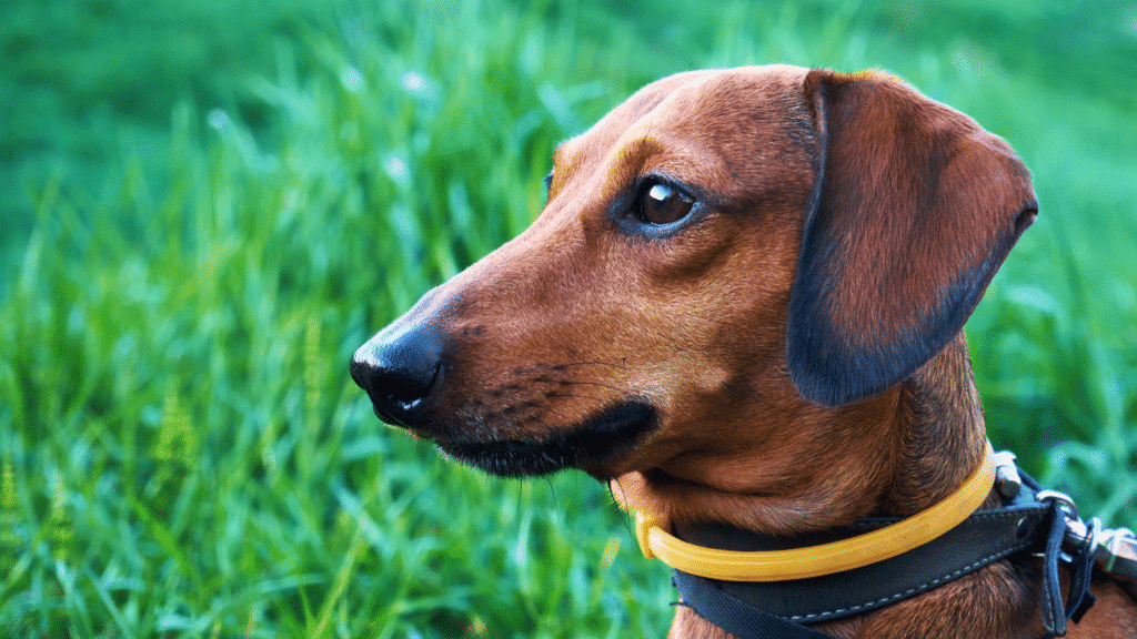 Flea collar for pets