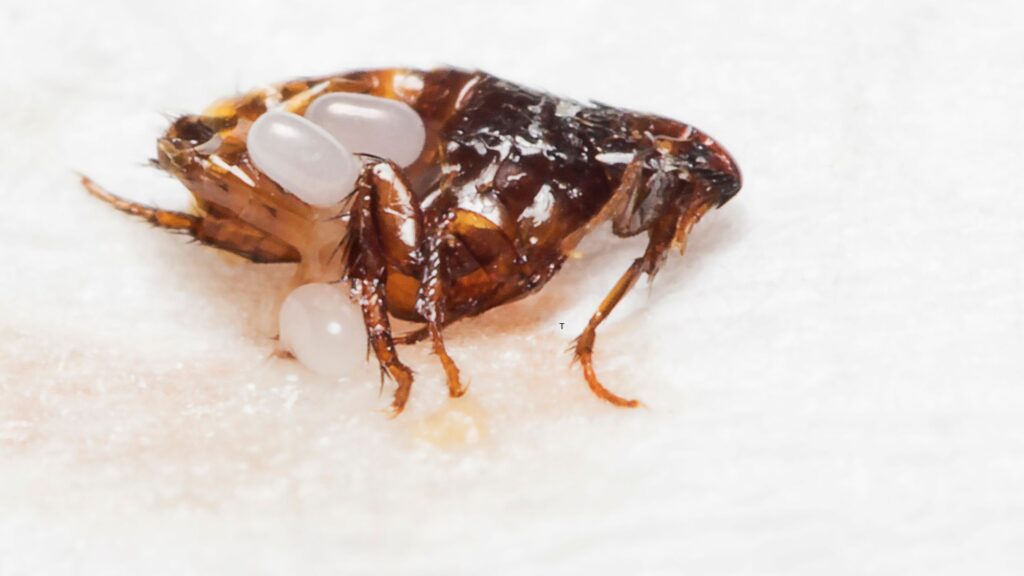 How to spot flea eggs