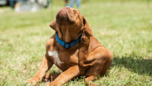 Flea Collar or Flea Shampoo? How to Pick the Right One