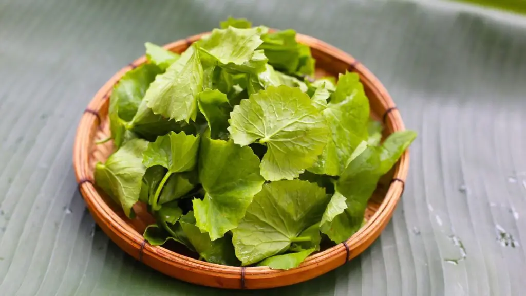 Gotu kola tea