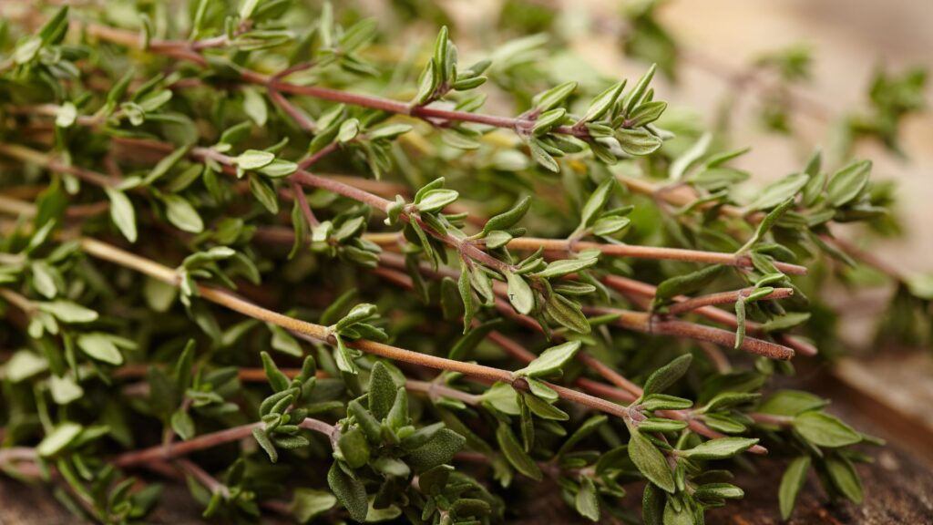 Thyme leaves