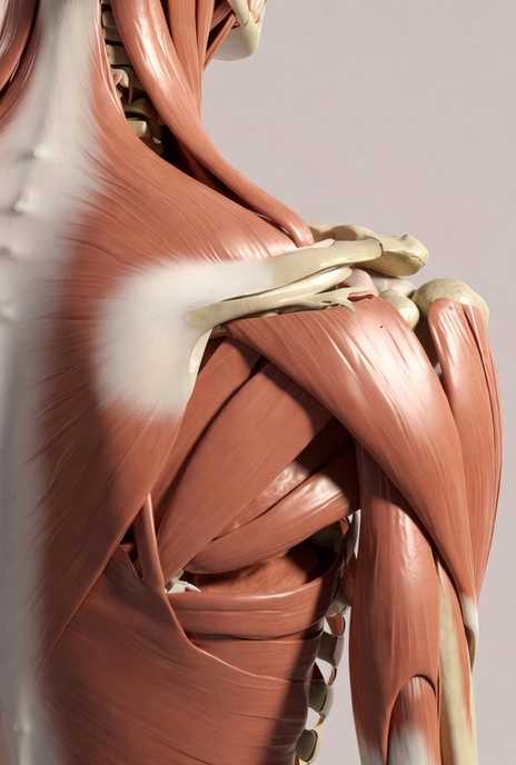 Shapes of muscles